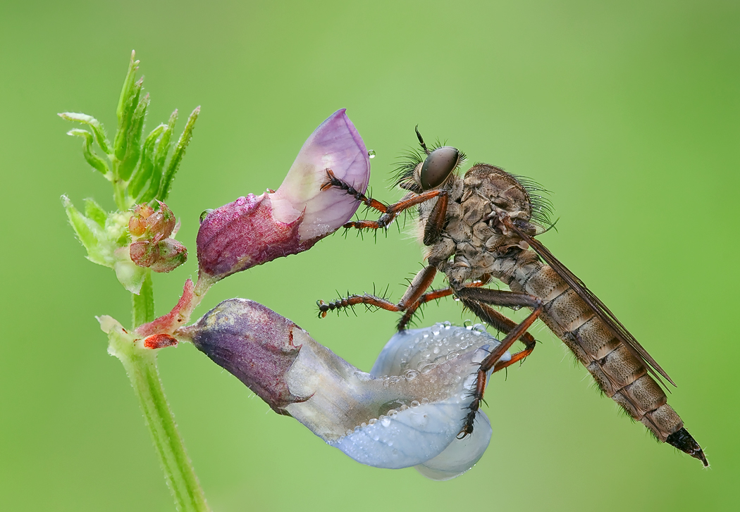 Raubfliege