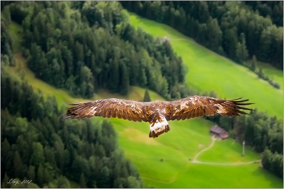 Eagle fly free