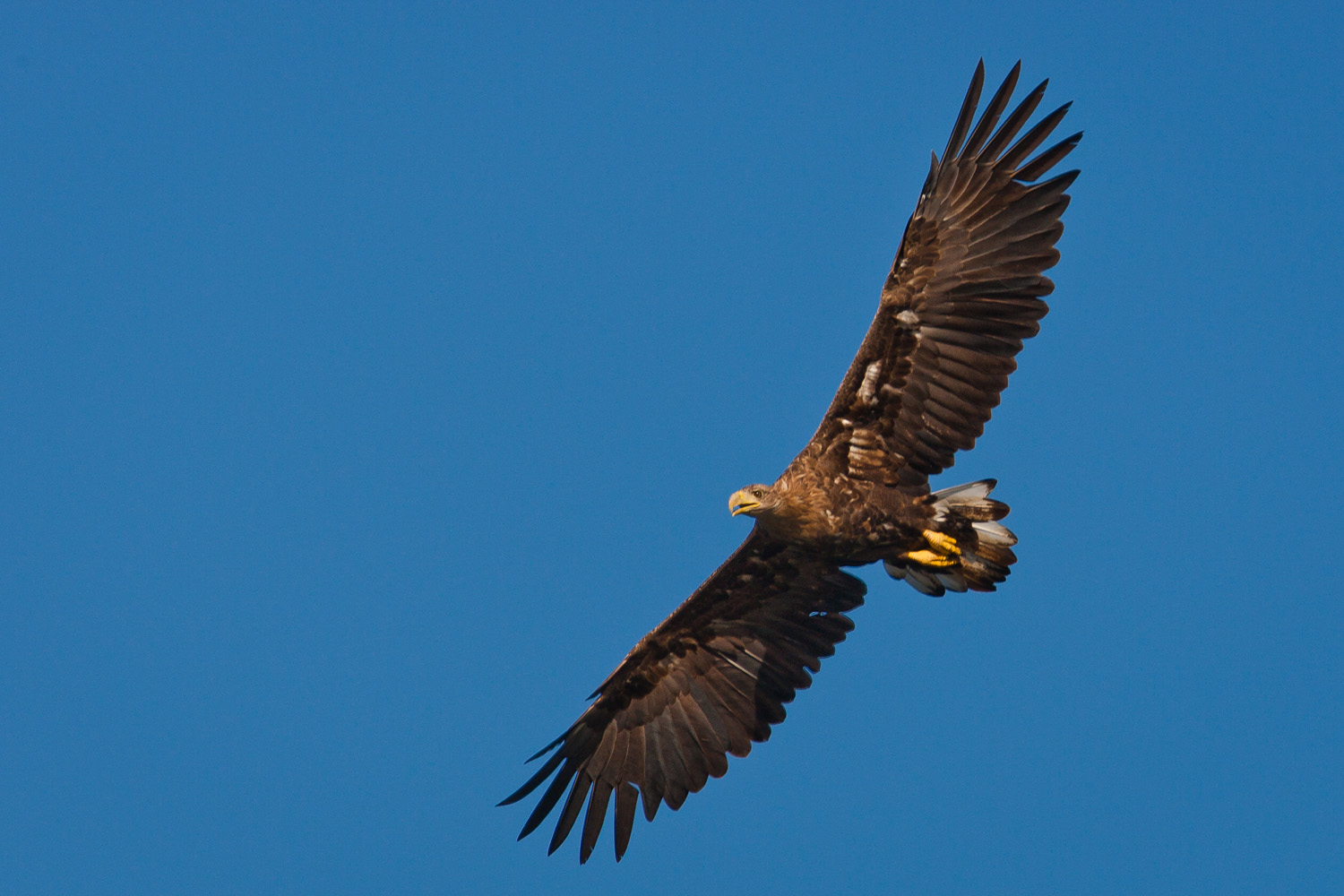 Seeadler über Mecklenburg Vorpommern