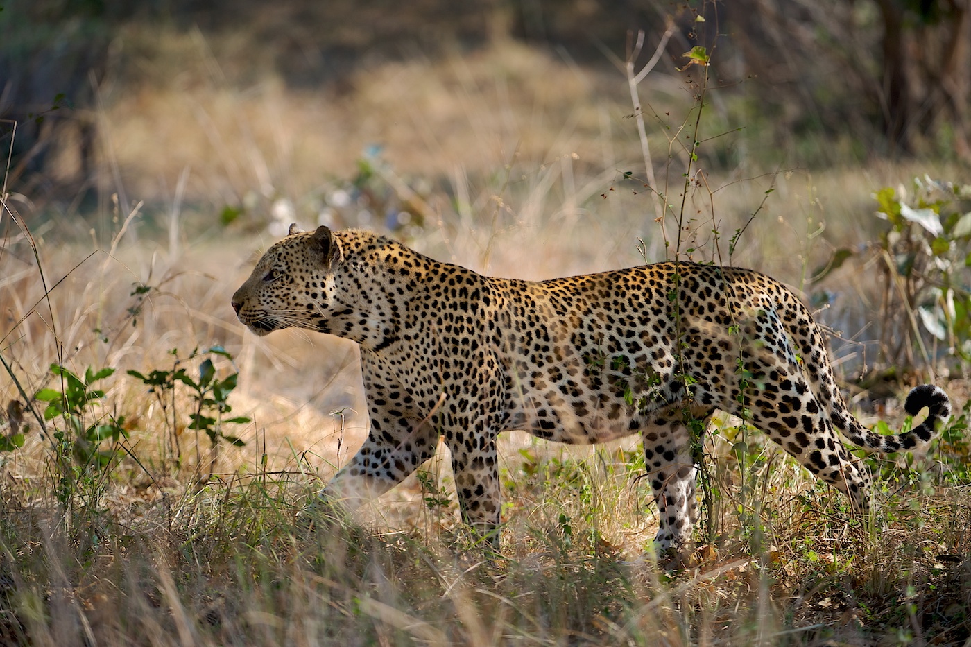 Leopard - Panthera pardus