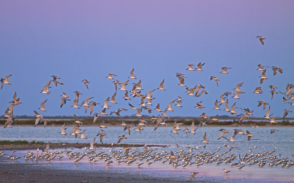 Blaue Stunde in der Camargue