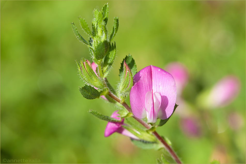 Kriechende Hauhechel