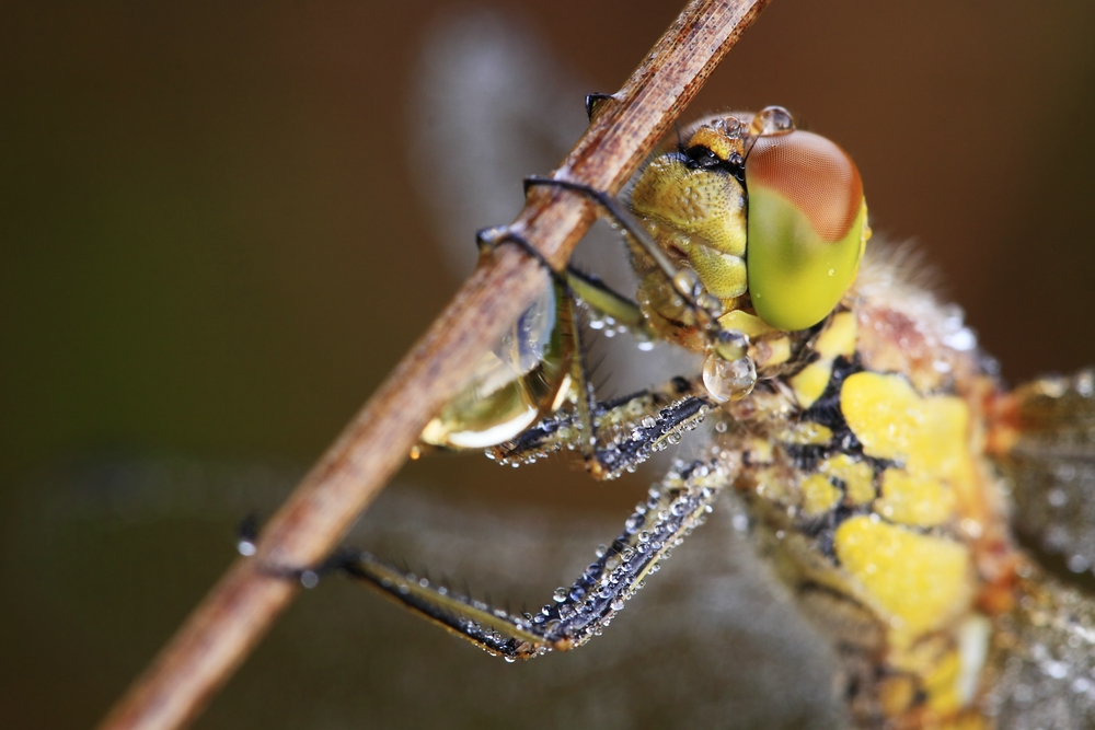 Portrait Heidelibelle