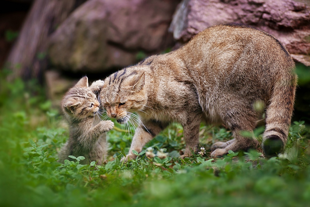 Ich will spielen Mutti (Wildkatze WP Pforzheim (cap))