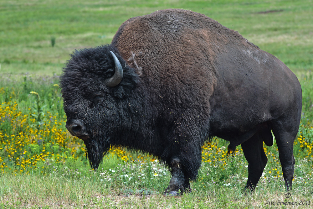 Bisonbulle im Custer State Park South Dakota