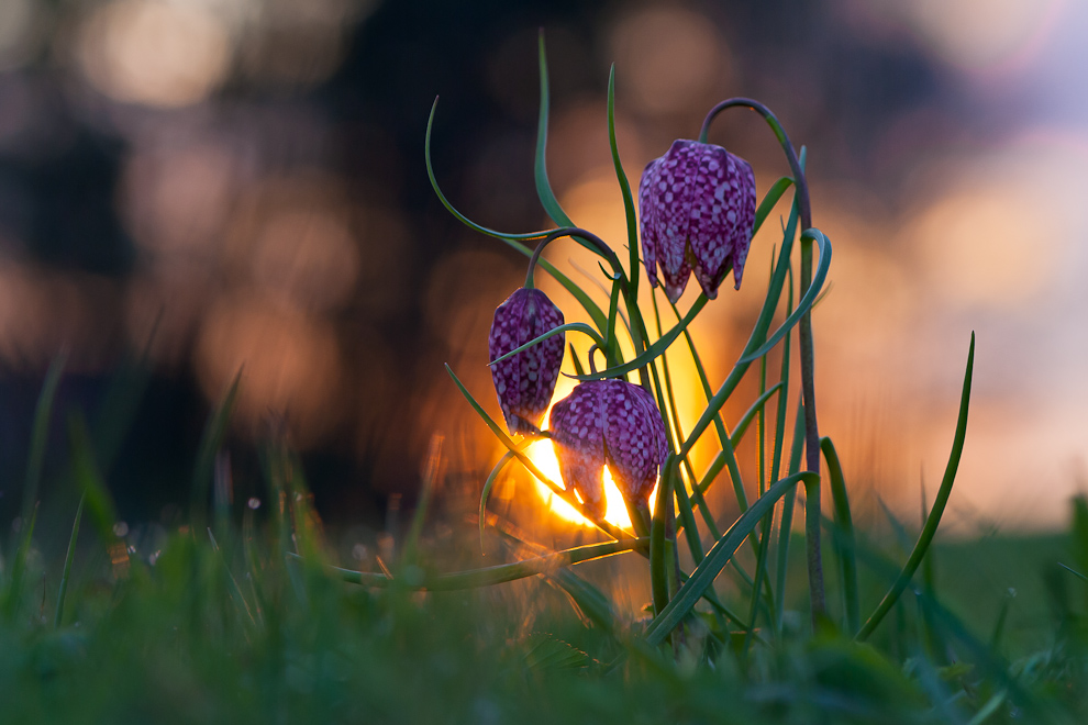Brennende Schachblumen