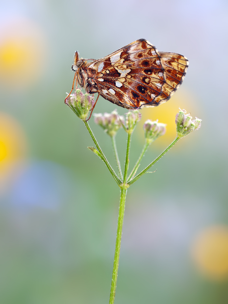 Boloria dia