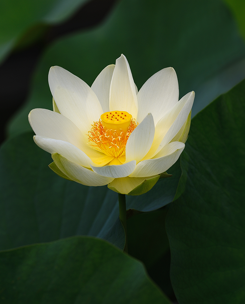 Lotus I