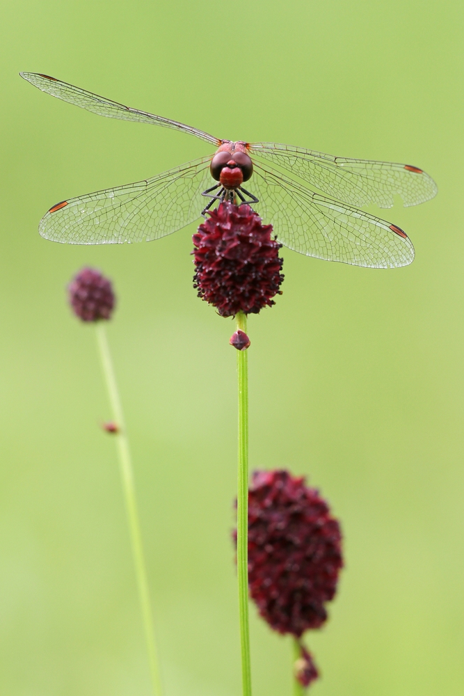 Wiesenknopffarbene Ameisenlibelle