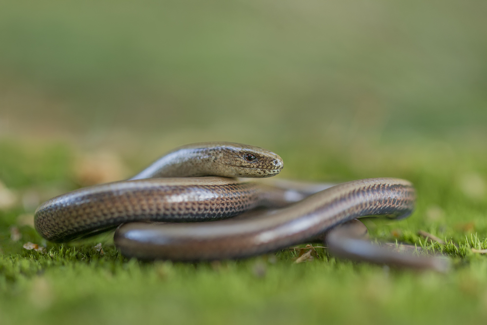 Junge Blindschleiche (Anguis fragilis)