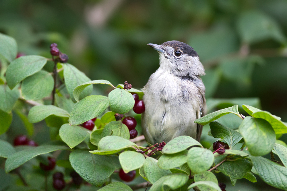 Mönchsgrasmücke (Sylvia atricapilla) an der Futterquelle