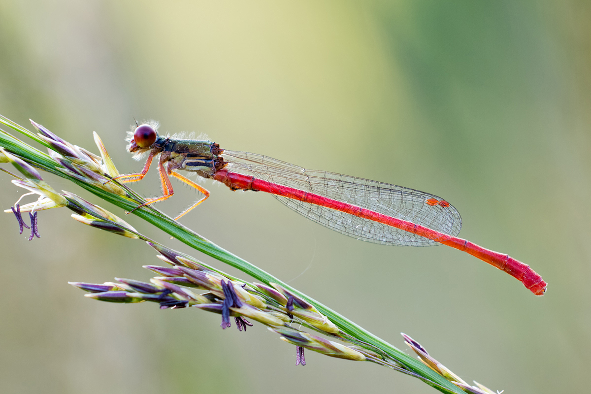 Scharlachlibelle  (Ceriagrion tenellum )