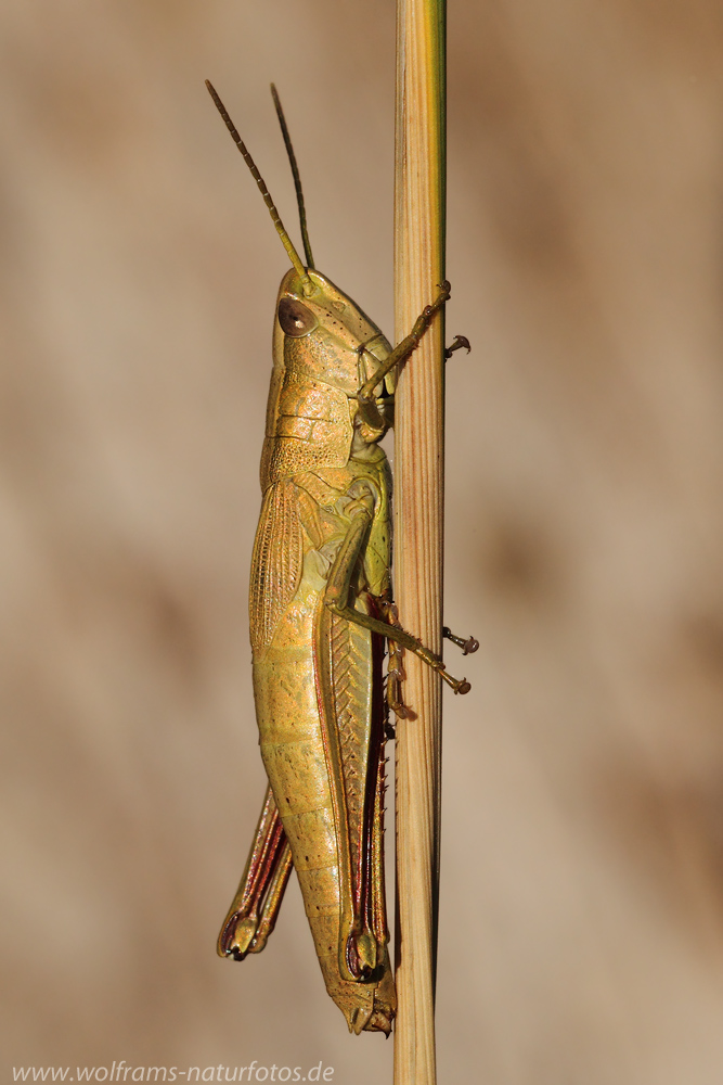 Große Goldschrecke