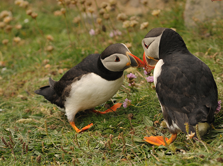 Puffins Billing