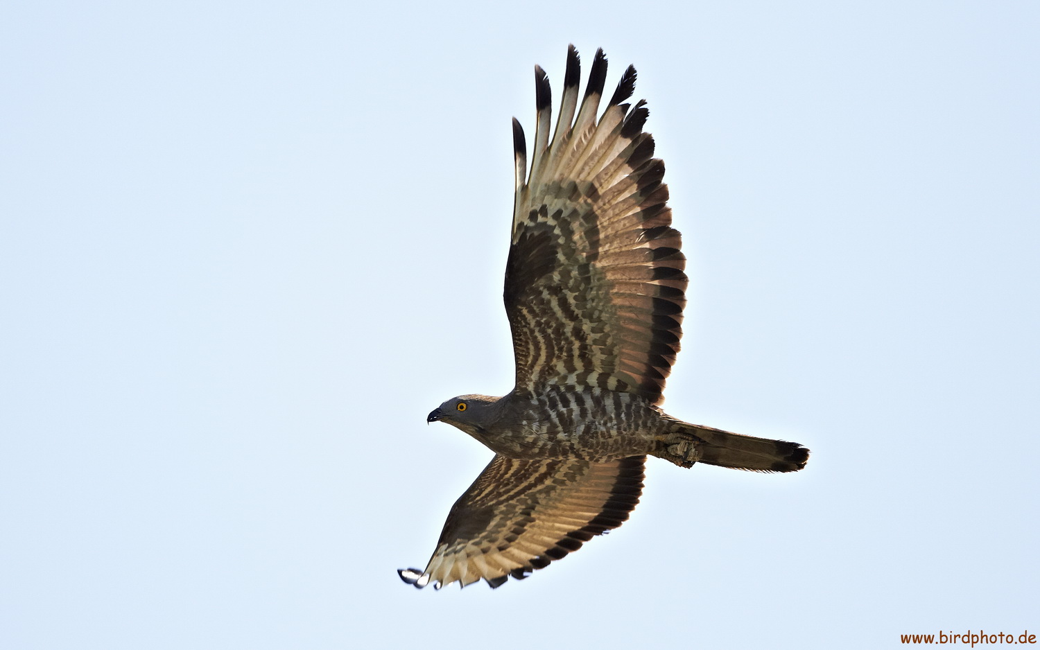 Wespenbussard mit "Beute"