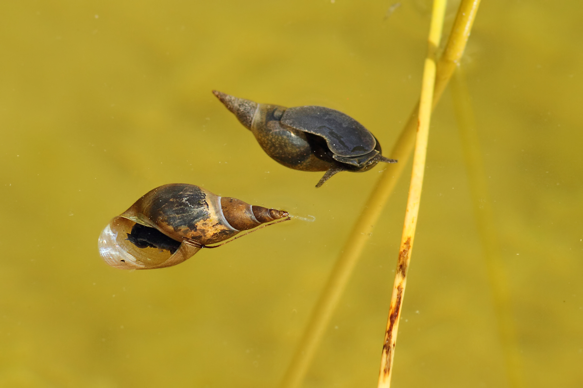Kleine Schwarze Schnecken Im Teich