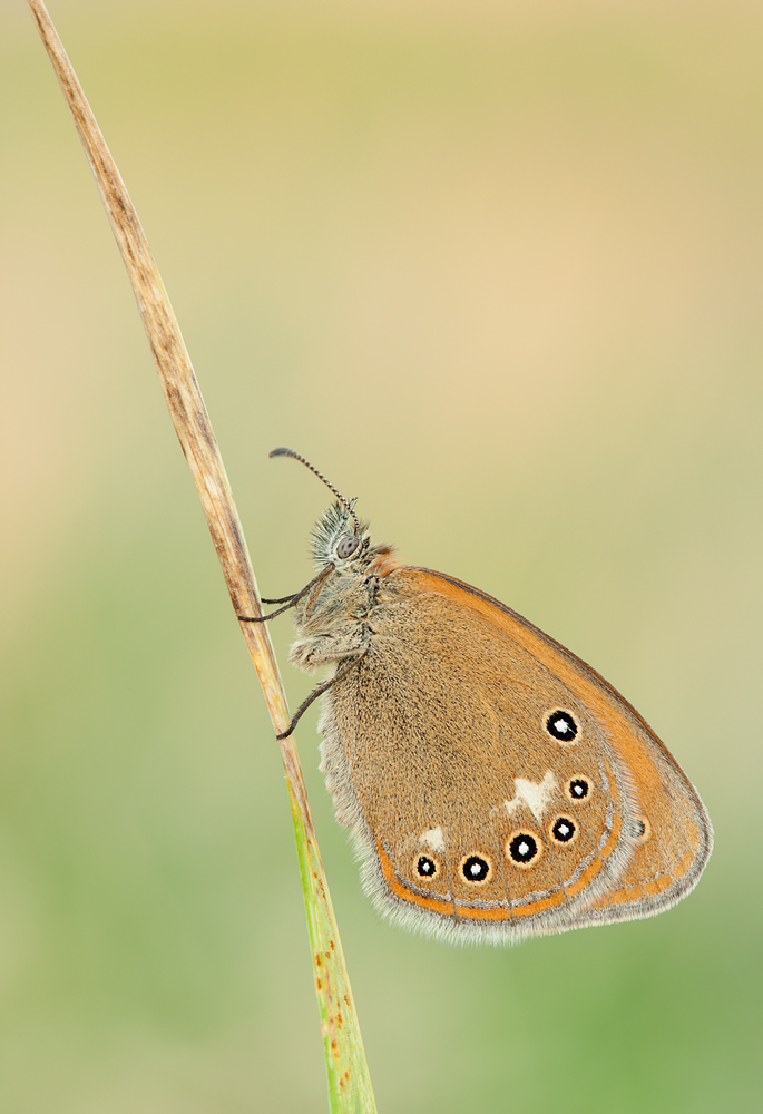 Rotbraunes Wiesenvögelchen