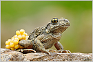 Geburtshelferkröte (Alytes sp.)