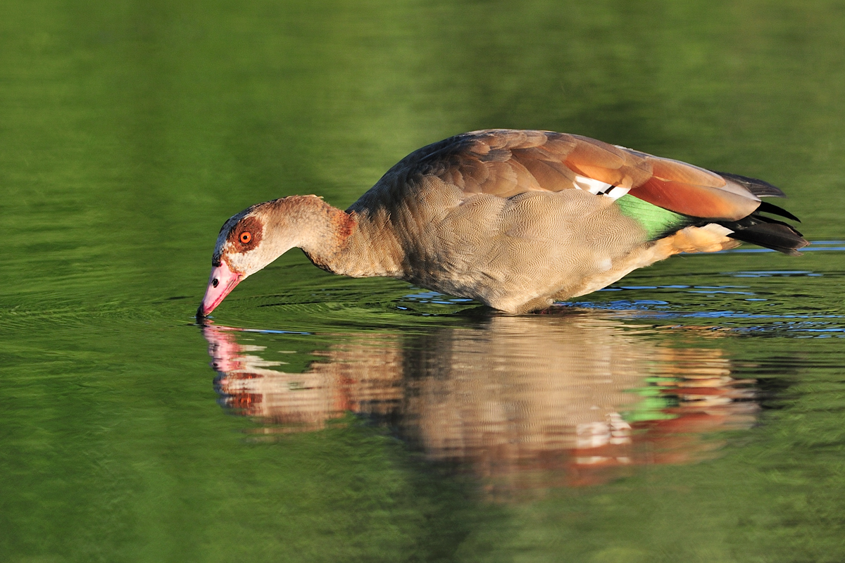 Nilgans