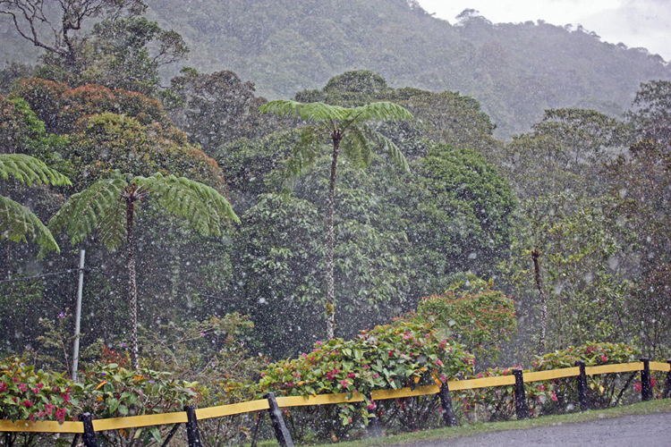 Regen im Regenwald