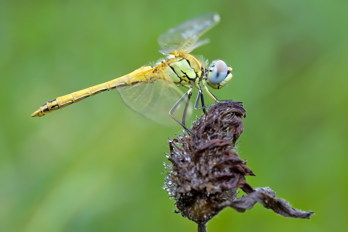 Sympetrum meriodionale- Südliche Heidelibelle