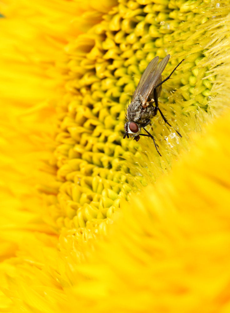 Fliege auf gelber Blume