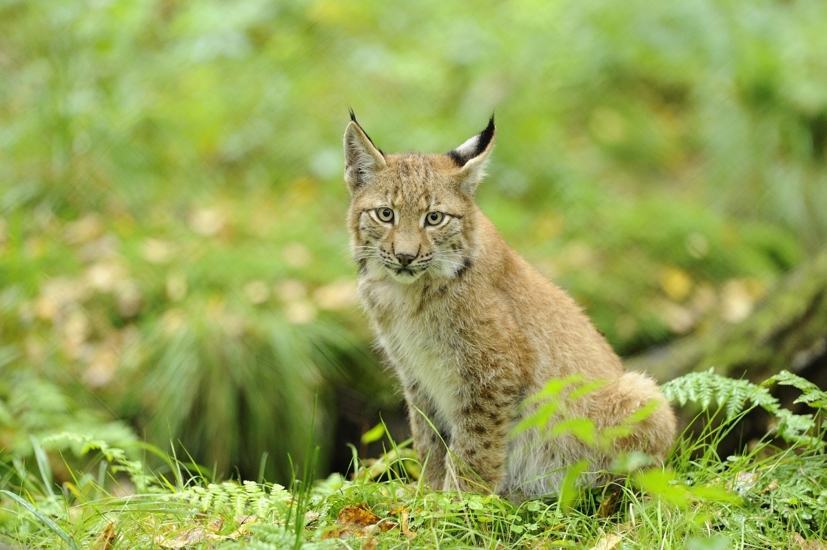 Eurasischer Luchs (Lynx lynx)