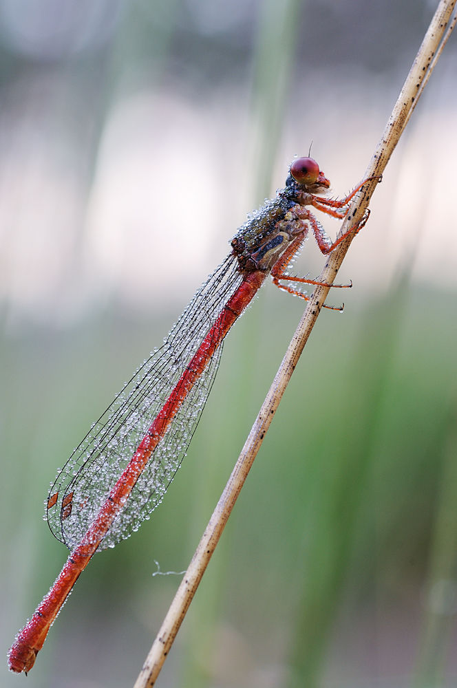 Scharlachlibelle