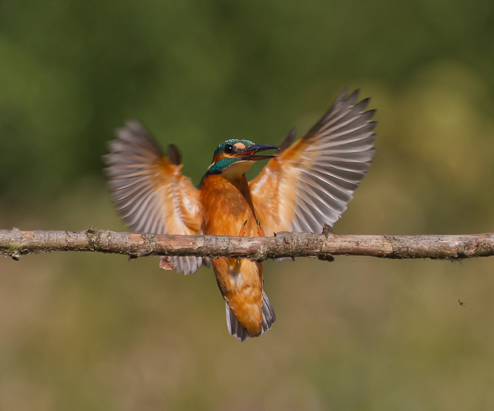 Anflug in die Morgensonne