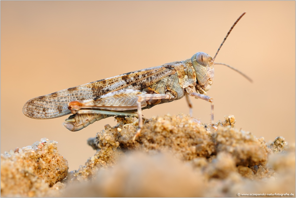 ~ Blauflügelige Sandschrecke (Sphingonotus caerulans) ~