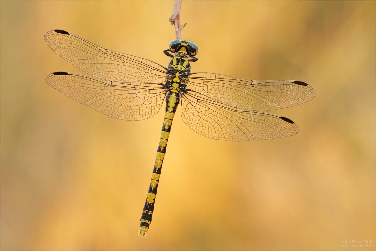 Onychogomphus uncatus