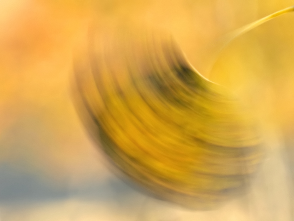 Wie ein Blatt im Wind !