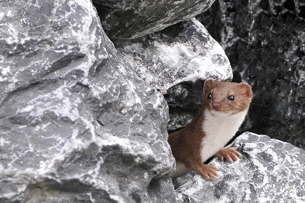 Hermelin Jungtier (Forum für Naturfotografen)