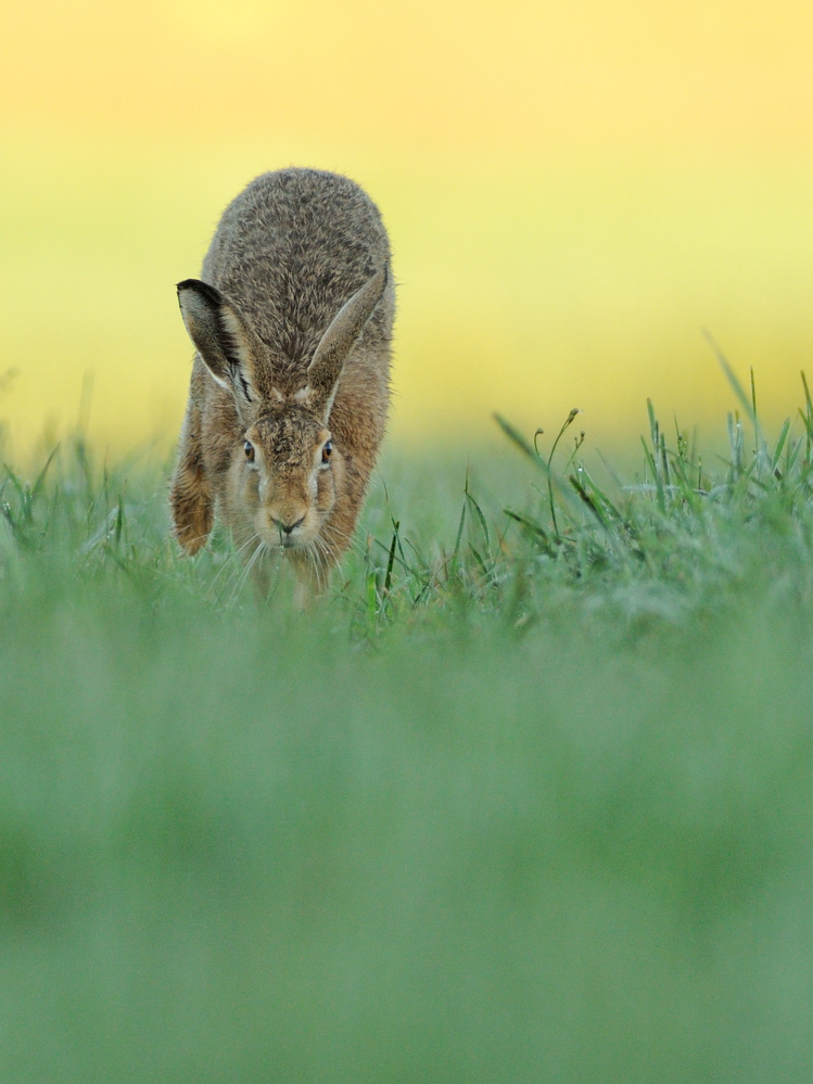 Running Hare