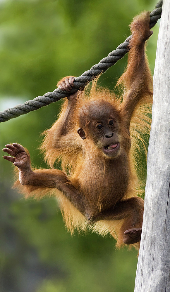 Junger Orang Utan