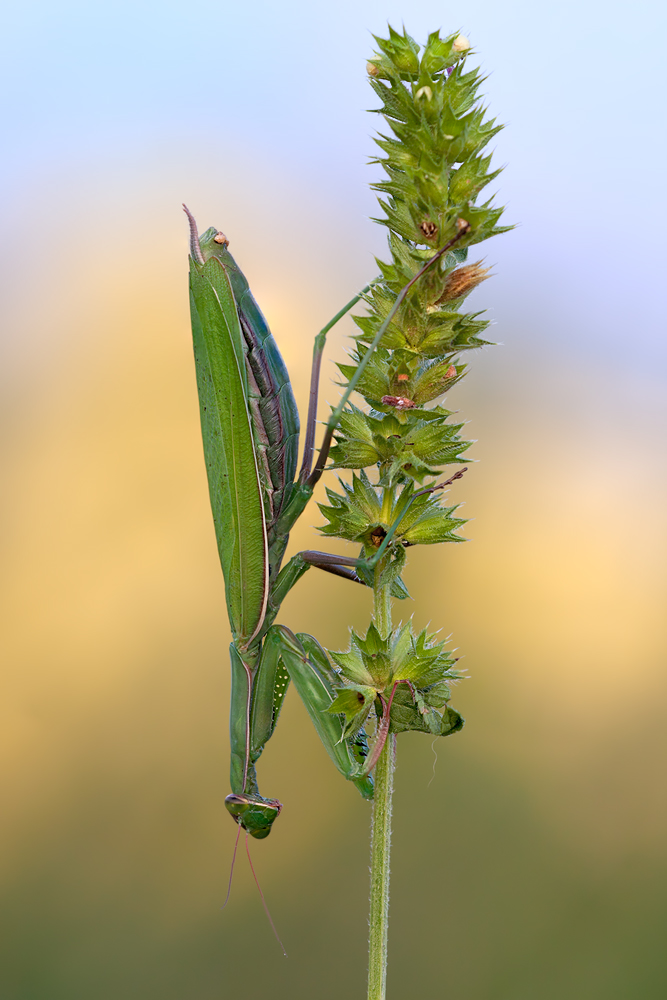 Mantis religiosa