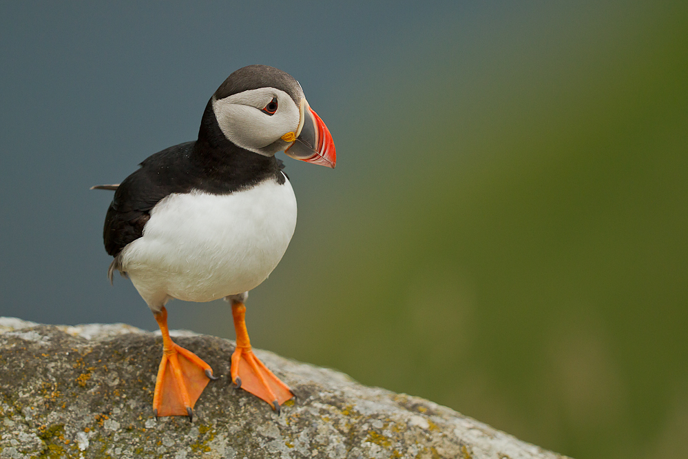 Puffin