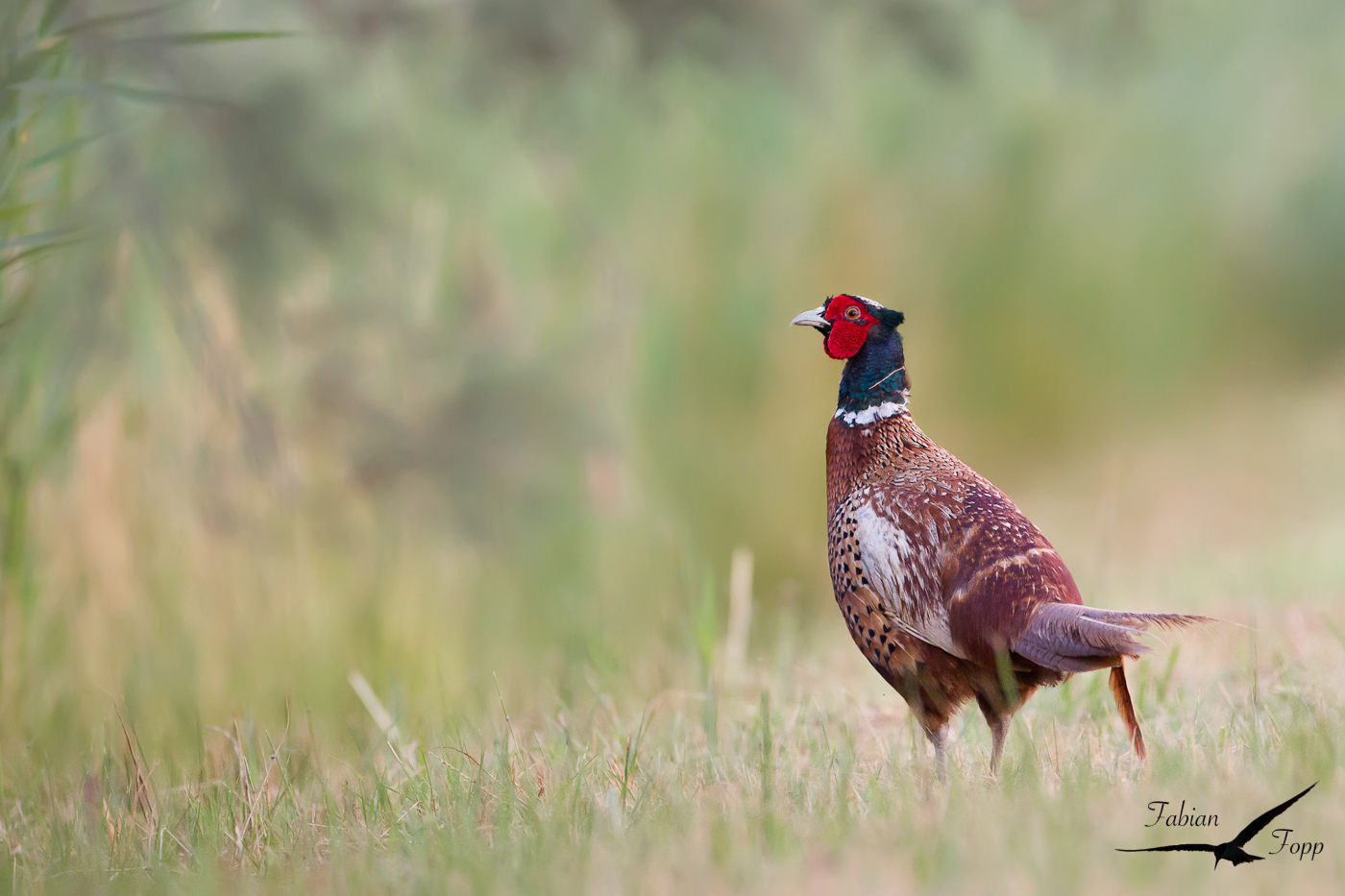 Fasan (Phasianus colchicus)