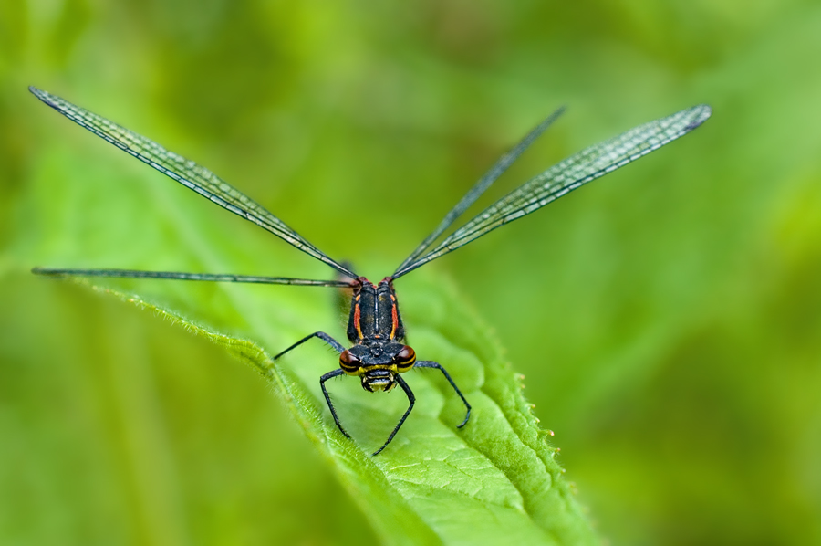 Large Red Damselfly