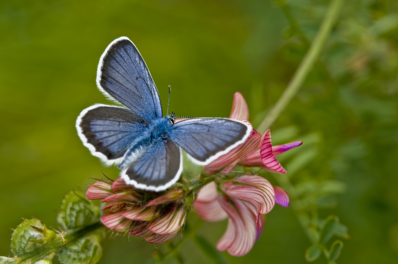 Blau auf Pink