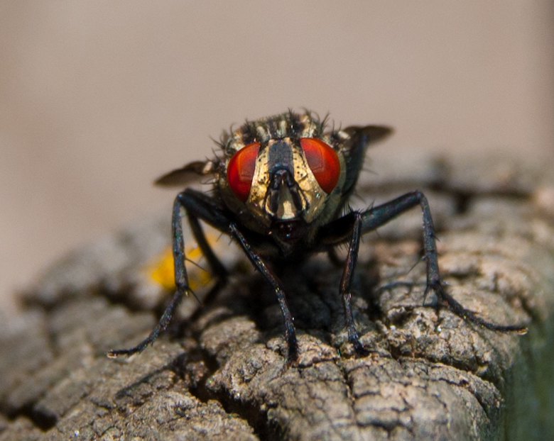 musca domestica