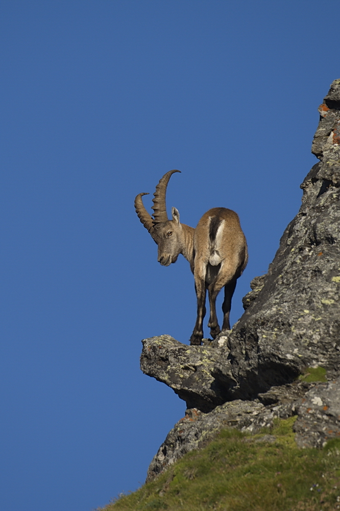 Alpensteinbock