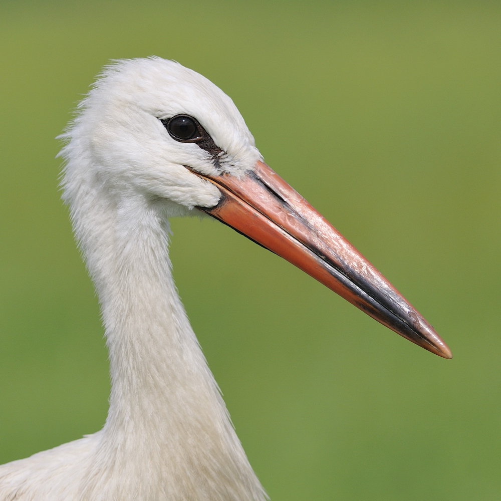 Storchportrait