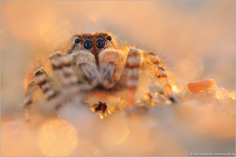 ~ Dünen-Springspinne (Yllenus arenarius) ~