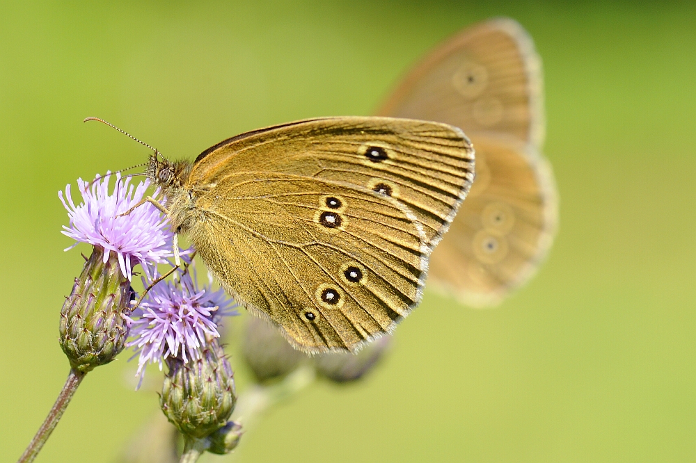 Brauner Waldvogel