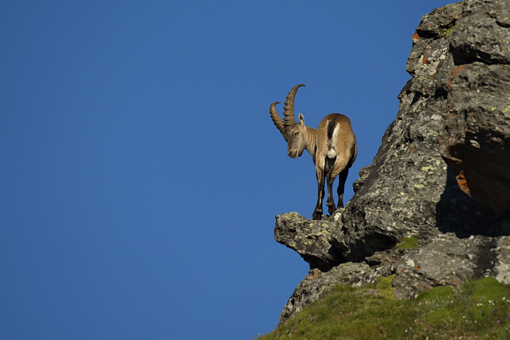 Alpensteinbock 2