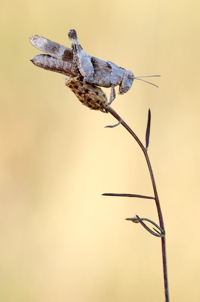 Oedipoda caerulescens