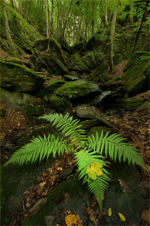 In der Ehrbachklamm!