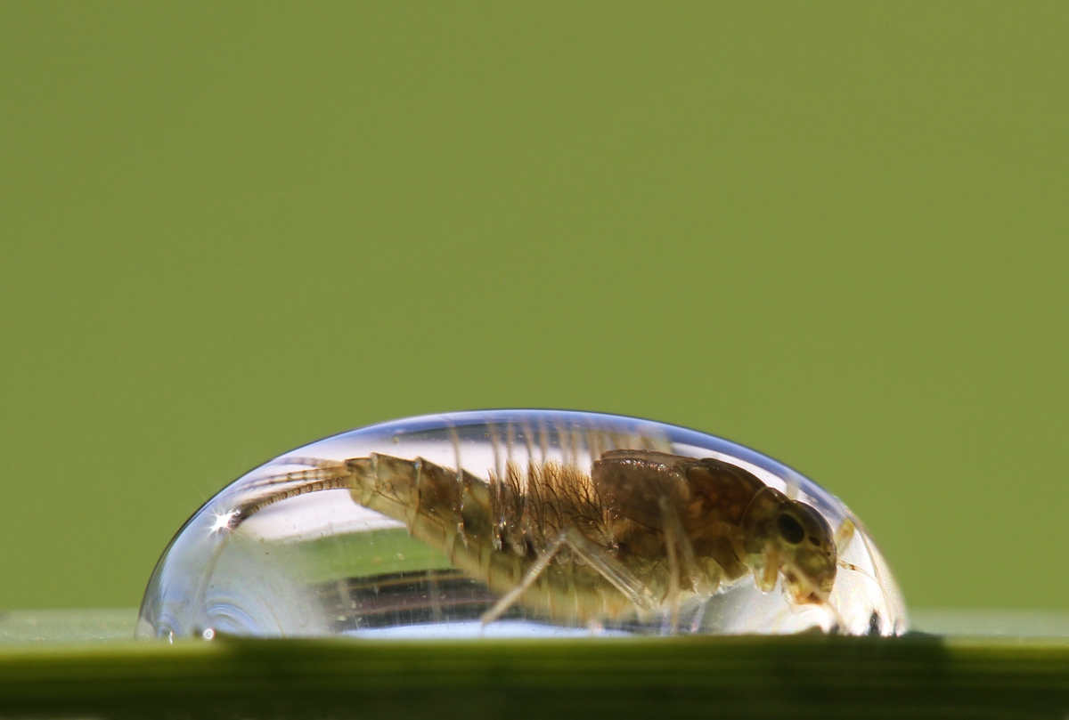 Leben im Wassertropfen