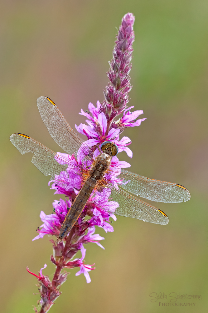 Feuerlibelle